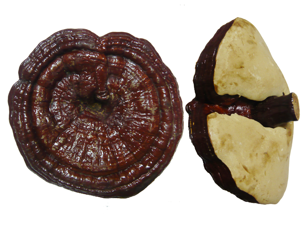 Nấm linh chi đỏ Hàn Quốc 3 tai 1 kg 2