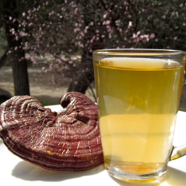 Pha trà nấm linh chi đỏ Hàn Quốc như thế nào cho đúng ??? 1