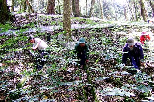 Việt Nam đánh thức "báu vật" trong rừng hoang 1