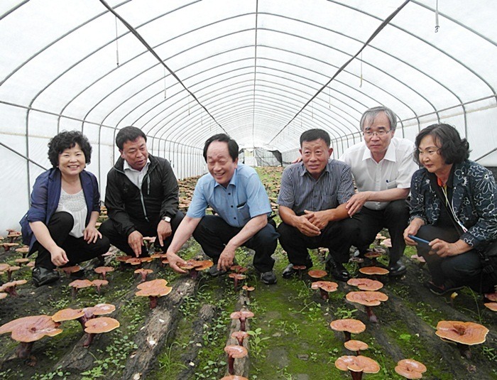 Khám phá kỹ thuật trồng nấm linh chi độc đáo của người Hàn Quốc 1