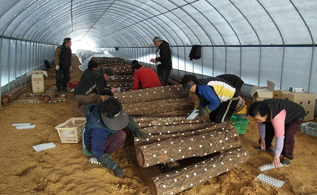 Khám phá kỹ thuật trồng nấm linh chi độc đáo của người Hàn Quốc 5